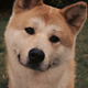 Hachi: A Dog’s Tale